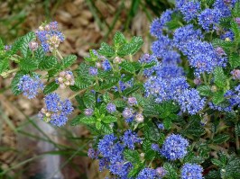 ceanothus flor